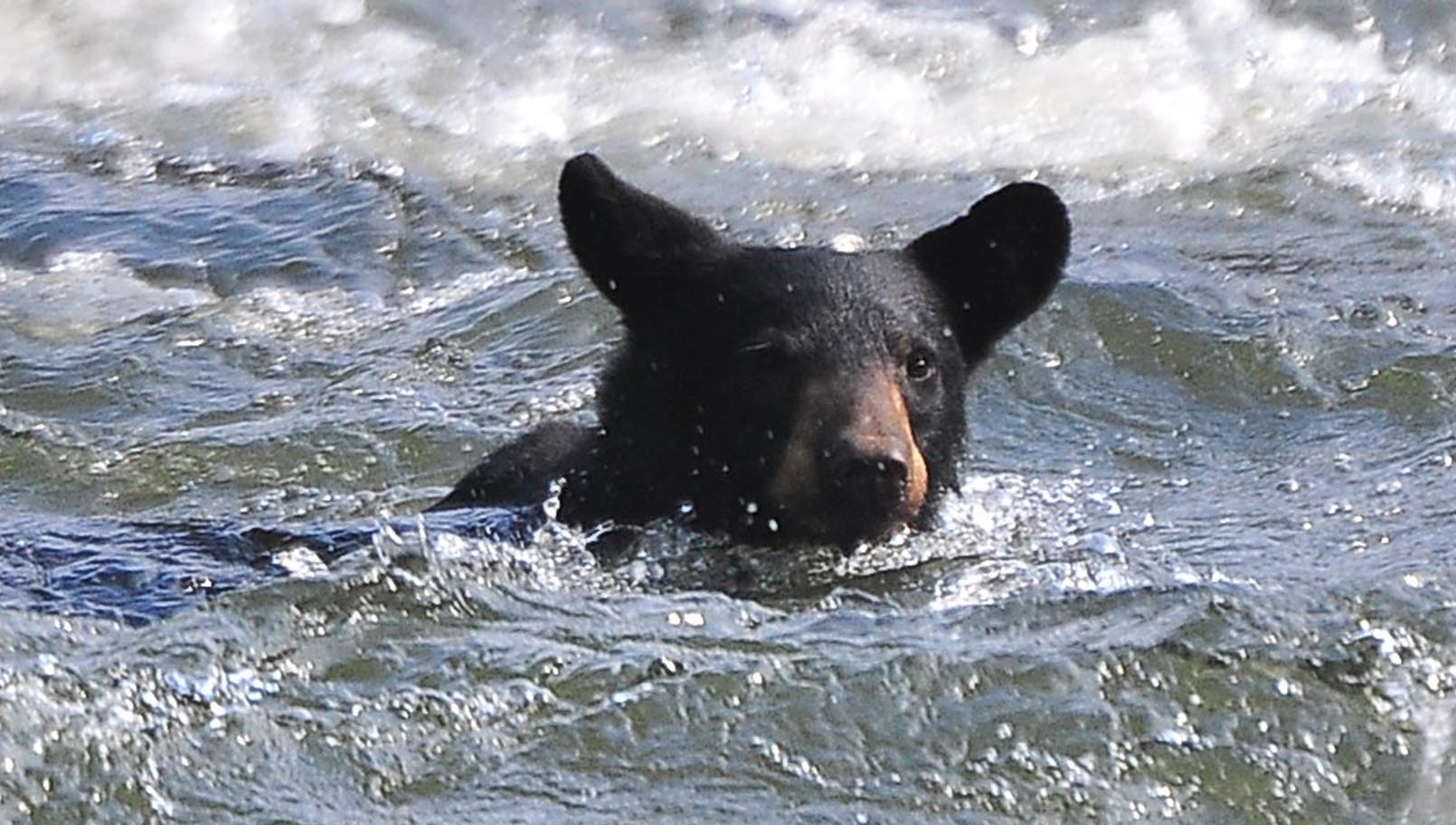Black Bear: Forest Giant on the Move – Ohiopyle Getaways